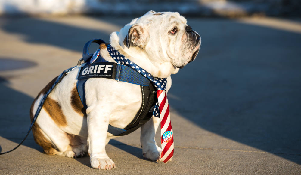 Des,Moines,,Iowa,/,Usa,-,January,14,,2020:,Drake dog with US tie